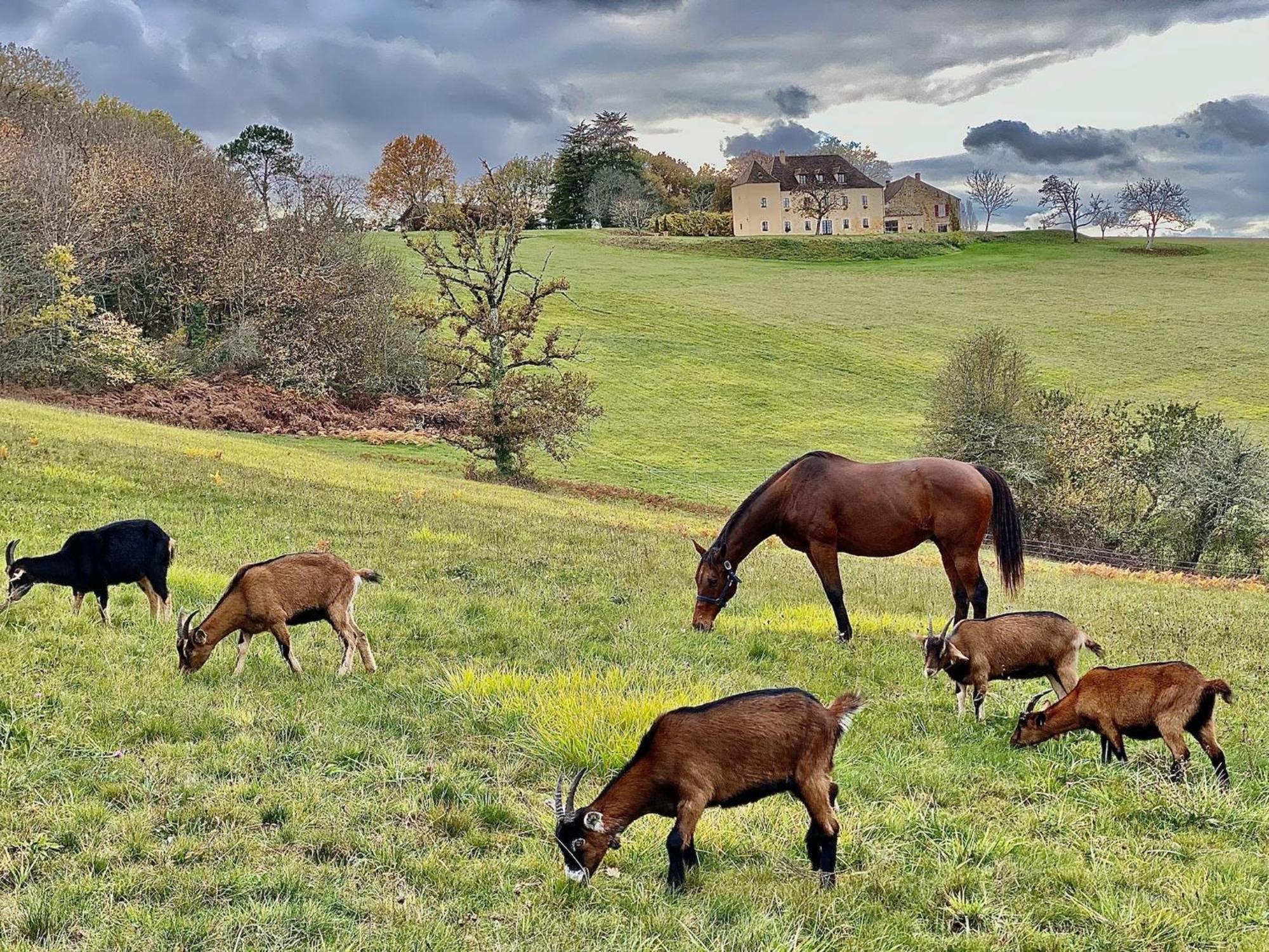 Vila Domaine De Cazal - Gite 2 Pers Avec Piscine Au Coeur De 26 Hectares De Nature Preservee Saint-Cyprien  Exteriér fotografie